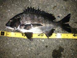 大阪南港　チヌングでチヌ1尾・キビレ12尾の満足釣果