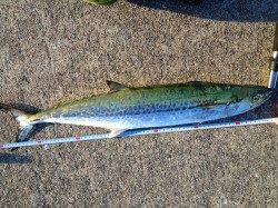 神戸港4,5,6,8防　渡船でシーバス狙いもサワラ70cmの嬉しい外道！