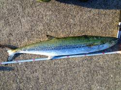 神戸港4,5,6,8防　渡船でシーバス狙い…