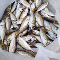 和歌山マリーナシティ　サビキで豆アジ大漁　タチウオはアタリなし