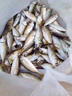 和歌山マリーナシティ　サビキで豆アジ大漁　タチウオはアタリなし