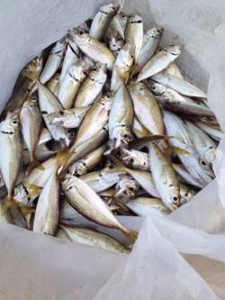 和歌山マリーナシティ　サビキで豆アジ大漁　…