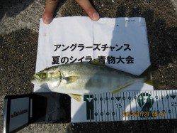 ポーアイ沖堤防　ルアーでツバス＆マダイ　タコやシイラの釣果も