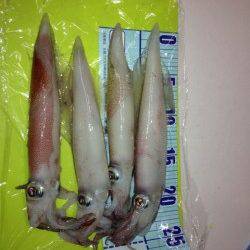 新井崎　ライトエギングでシロイカ4ハイ☆