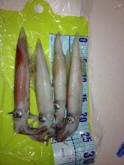 新井崎　ライトエギングでシロイカ4ハイ☆