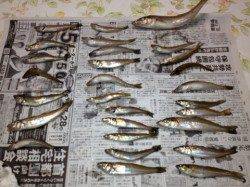 夕方から貝塚人工島水路へキス釣りに