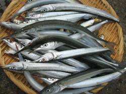 アジュール舞子　ウキ釣りでサヨリ・小アジ・…