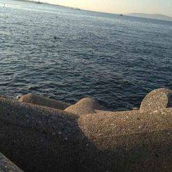 東二見　仕事前のエギングでアオリイカ300g 気持ち良く仕事へ☆