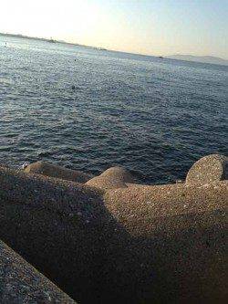 東二見　仕事前のエギングでアオリイカ300g 気持ち良く仕事へ☆