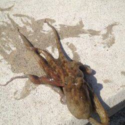 岸和田　夕方のオクトパッシングでタコ4匹　アタリは良くあります！