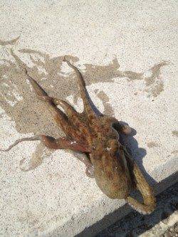 岸和田　夕方のオクトパッシングでタコ4匹　アタリは良くあります！