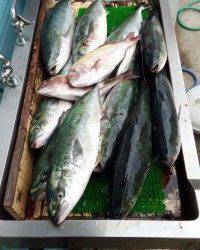 マリーナシティ海洋釣り堀、ハマチとタイの釣果☆