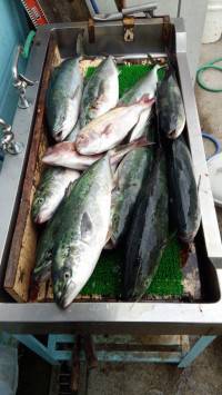 マリーナシティ海洋釣り堀、ハマチとタイの釣…