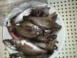 雑賀崎～小島～田尻に、ランガンでの釣果