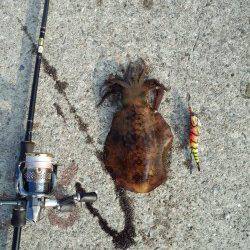 堺・一本松漁港　夜中から明け方のエギングでアオリイカ6パイ！