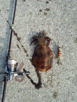 堺・一本松漁港　夜中から明け方のエギングでアオリイカ6パイ！