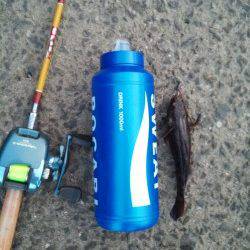 淀川河口での落とし込み釣果