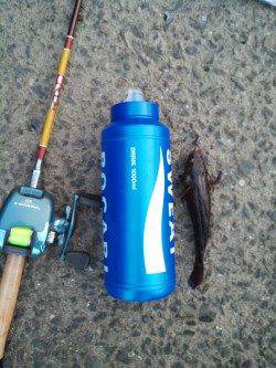 淀川河口での落とし込み釣果