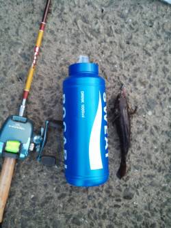 淀川河口での落とし込み釣果