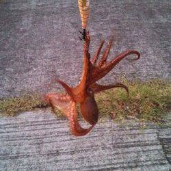 神戸港4,5,6,8防　オクトパッシングでタコ100〜400gを11パイ☆