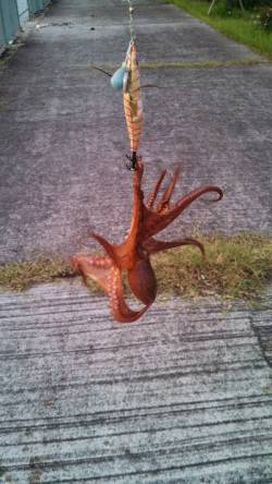 神戸港4,5,6,8防　オクトパッシングで…