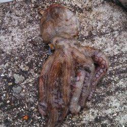 神戸港4,5,6,8防　オクトパッシングでタコ100〜400gを11パイ☆