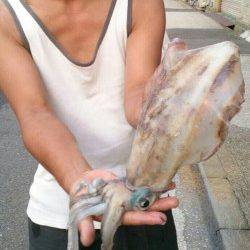 和歌山を北上しながらエギング、移動後一投目でアオリゲット！