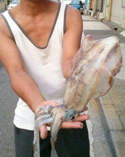 和歌山を北上しながらエギング、移動後一投目でアオリゲット！