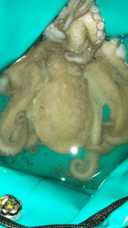 林崎漁港　仕事帰りにタコジグでタコ1kg☆…