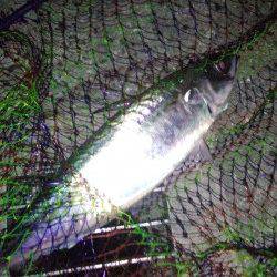 アジュール舞子、ウキ釣りでナイスサイズのサバ！