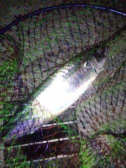 アジュール舞子、ウキ釣りでナイスサイズのサバ！