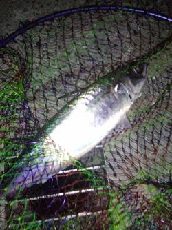 アジュール舞子、ウキ釣りでナイスサイズのサ…