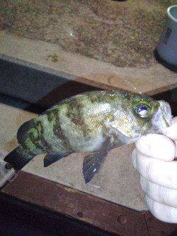 洲本　アジングでアジ狙いもメバル15cm　同行者はアジ2匹