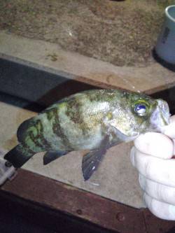 洲本　アジングでアジ狙いもメバル15cm　…