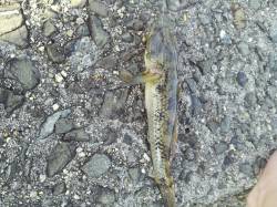 淀川河口、ぶっこみでキビレ狙いでしたが..…