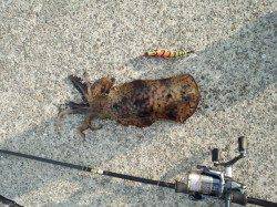 上野漁港　エギングでアオリイカ2ハイ☆1パイはサイトでのヒット！