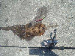 上野漁港　エギングでアオリイカ2ハイ☆1パイはサイトでのヒット！