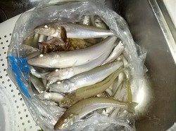 炬口 親子3人のロング釣行 投げ釣りでキス〜28cm146匹!