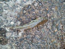 淀川河口、ぶっ込み釣りでキビレ狙いも・・・