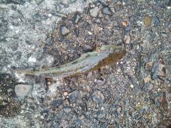 淀川河口、ぶっ込み釣りでキビレ狙いも・・・…