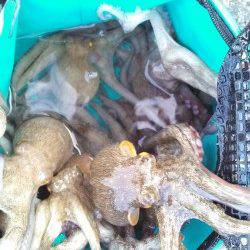 兵庫突堤　朝４時半頃からのオクトパッシングでタコ12匹！