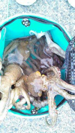 兵庫突堤　朝４時半頃からのオクトパッシングでタコ12匹！