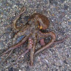 兵庫突堤　朝４時半頃からのオクトパッシングでタコ12匹！