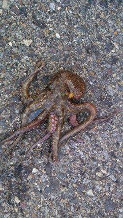 兵庫突堤　朝４時半頃からのオクトパッシングでタコ12匹！