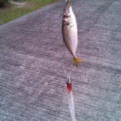 神戸港でジグサビキの釣果