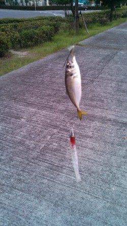 神戸港でジグサビキの釣果