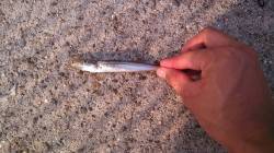 神戸港でジグサビキの釣果