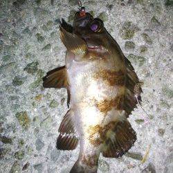 明石港　エギングのケンサキはアタリなしもメバリングでメバル18cm