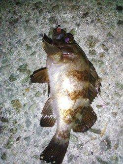 明石港　エギングのケンサキはアタリなしもメバリングでメバル18cm