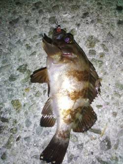 明石港　エギングのケンサキはアタリなしもメ…